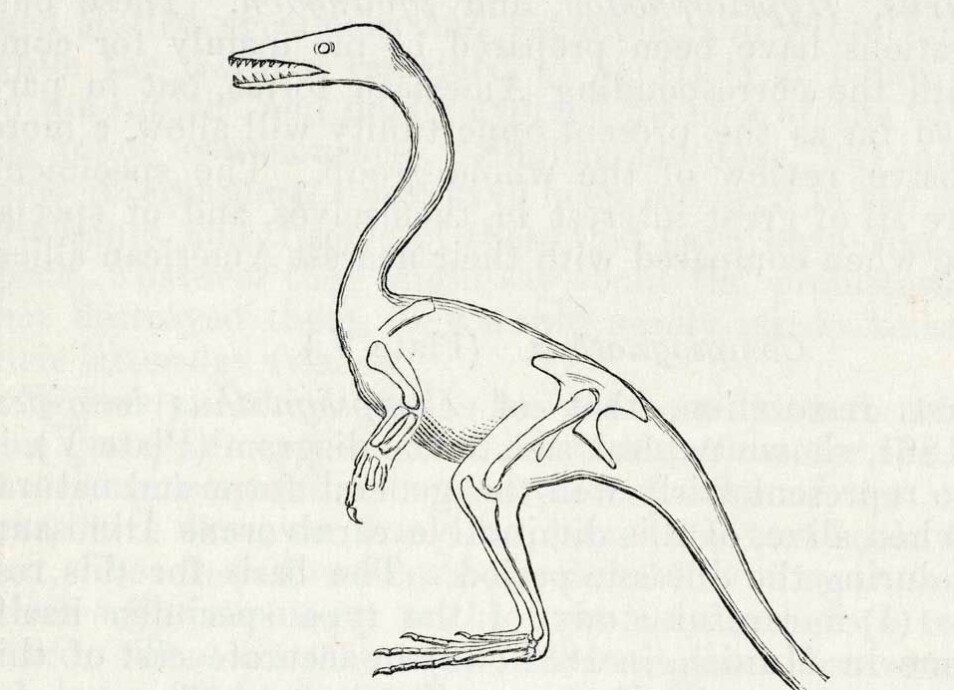 Compsognathus var en liten rovdinosaur med fugleaktige trekk.