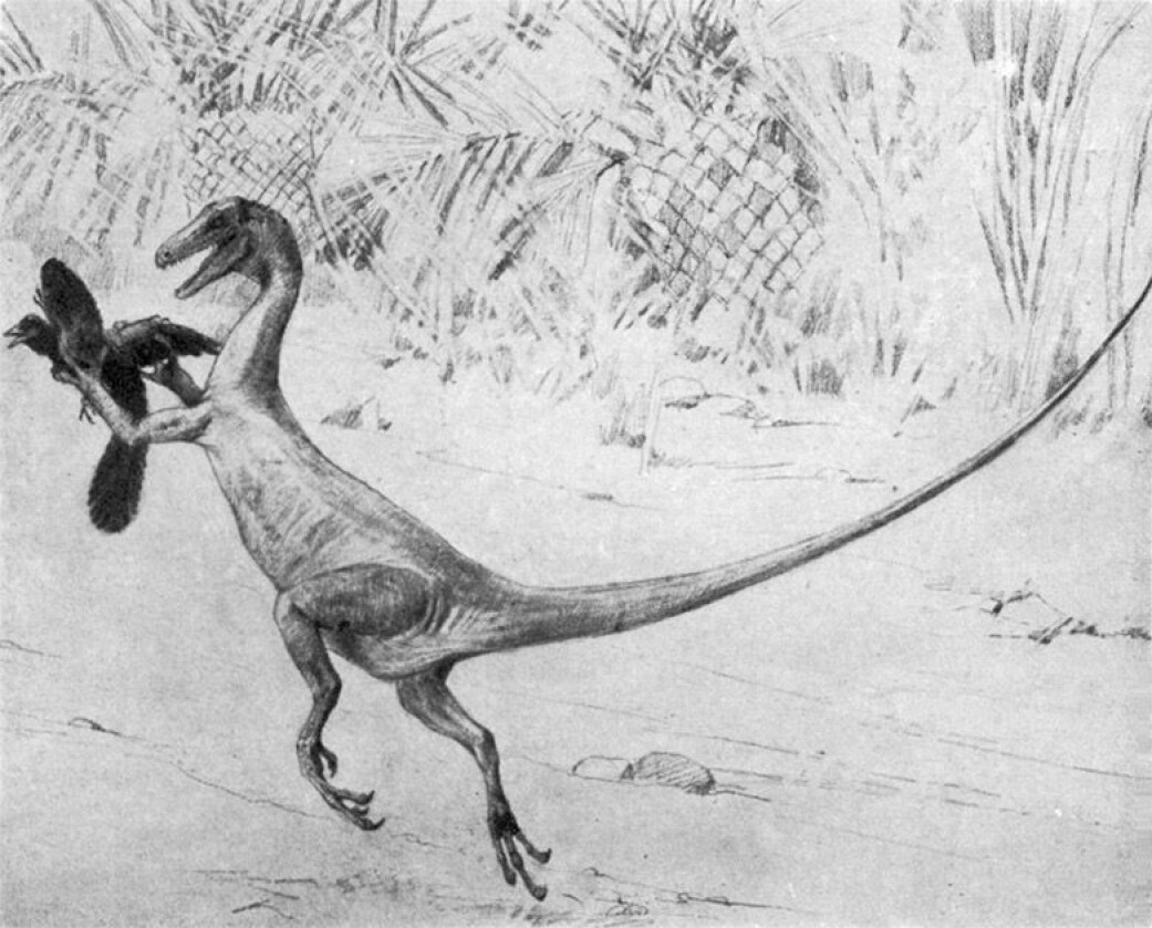 En tidlig tegning av en spretten liten dinosaur. Kunstneren Charles Knight har her tegnet Ornitholestes som fanger en urfugl. I dag tror forskere at også Ornitholestes hadde fjær over nesten hele kroppen. En tidlig tegning av en spretten liten dinosaur. Kunstneren Charles Knight har her tegnet Ornitholestes som fanger en urfugl. I dag tror forskere at også Ornitholestes hadde fjær over nesten hele kroppen.