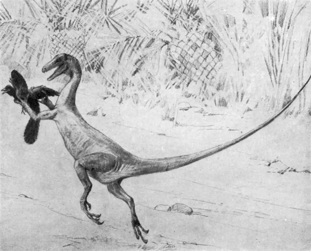 En tidlig tegning av en spretten liten dinosaur. Kunstneren Charles Knight har her tegnet Ornitholestes som fanger en urfugl. I dag tror forskere at også Ornitholestes hadde fjær over nesten hele kroppen.