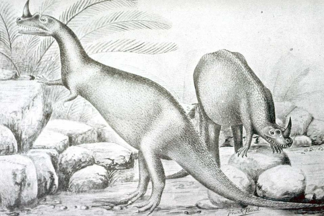 Slik så kunstneren for seg rovdinosauren Ceratosaurus i 1899. Navnet betyr hornøgle. Slik så kunstneren for seg rovdinosauren Ceratosaurus i 1899. Navnet betyr hornøgle.
