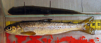 Hybrid-smolt fra Skibotn. (Foto: Audun Rikardsen) Hybrid-smolt fra Skibotn. (Foto: Audun Rikardsen)