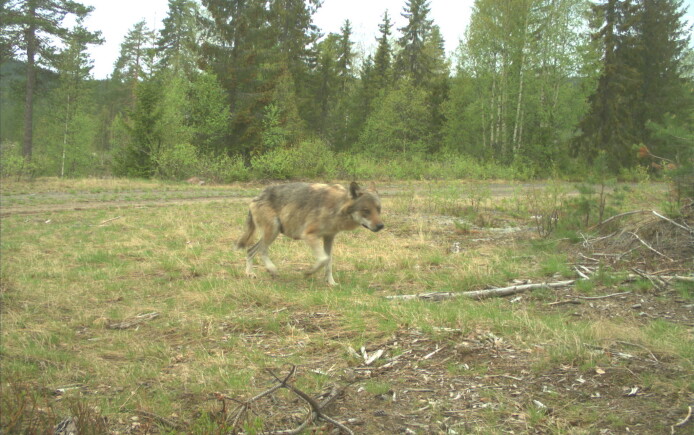 DNA-analyser tilbakeviser påstander om dyreparkulv og hybrider i Norge DNA-analyser tilbakeviser påstander om dyreparkulv og hybrider i Norge