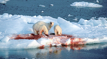 Når isen flyttar seg, må selen følge etter. Da går den rett i gapet på isbjørnen