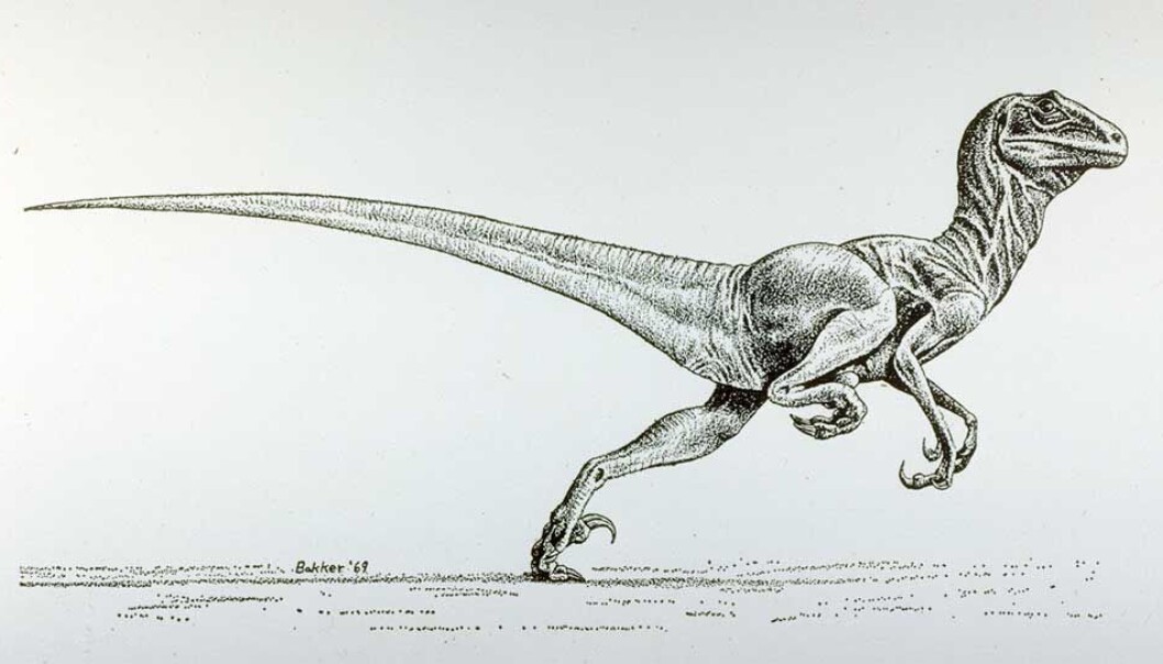 Deinonychus hadde slanke fuglebein med klør. Denne tegningen markerte et skille i fremstillingen av dinosaurer. I dag tror forskere at Deinonychus var dekket av fjær, med lange pyntefjær på armene og det hele. Deinonychus hadde slanke fuglebein med klør. Denne tegningen markerte et skille i fremstillingen av dinosaurer. I dag tror forskere at Deinonychus var dekket av fjær, med lange pyntefjær på armene og det hele.