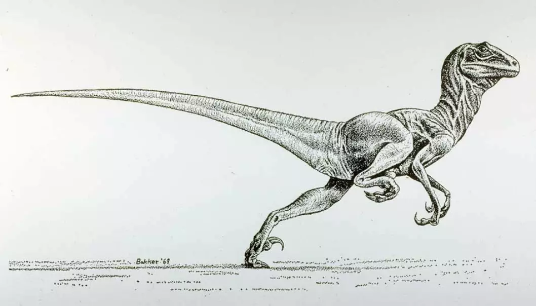 Deinonychus hadde slanke fuglebein med klør. Denne tegningen markerte et skille i fremstillingen av dinosaurer. I dag tror forskere at Deinonychus var dekket av fjær, med lange pyntefjær på armene og det hele.