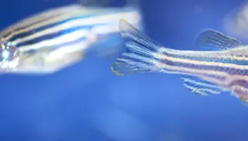 Fisken som hjelper forskerne å forstå menneskehjernen