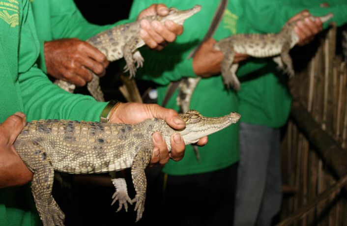 Krokodillebarn på vei ut i det fri. Den siamesiske krokodillen er utryddet over store deler av Sørøst-Asia. (Foto: Alex McWilliam/WCS)