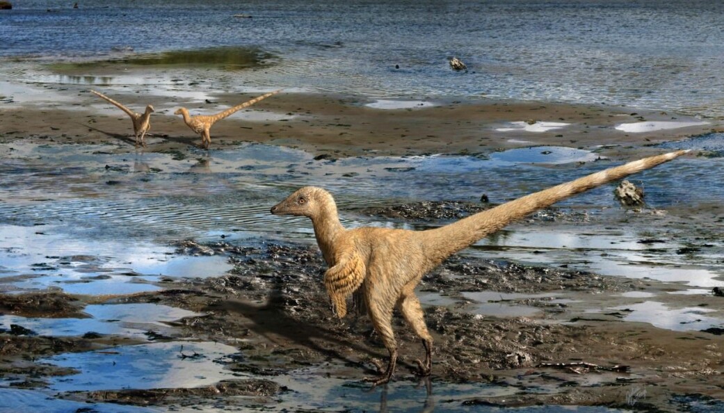 Her ser vi en type raptor, den er i familie med Deinonychus (som vist over). Men raptorene ser ganske så annerledes ut nå, med full fjærdrakt. Rekonstruert av kunstneren Julius T. Csotonyi. Her ser vi en type raptor, den er i familie med Deinonychus (som vist over). Men raptorene ser ganske så annerledes ut nå, med full fjærdrakt. Rekonstruert av kunstneren Julius T. Csotonyi.