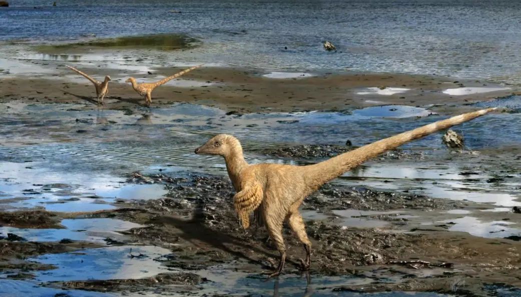 Her ser vi en type raptor, den er i familie med Deinonychus (som vist over). Men raptorene ser ganske så annerledes ut nå, med full fjærdrakt. Rekonstruert av kunstneren Julius T. Csotonyi.
