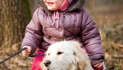 strømhalsbånd til hund