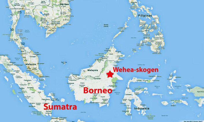 Studien er gjort i Indonesia, i Wehea-skogen i det nordøstlige Borneo. (Foto: (Kart: Google Maps/tilpasset forskning.no)) Studien er gjort i Indonesia, i Wehea-skogen i det nordøstlige Borneo. (Foto: (Kart: Google Maps/tilpasset forskning.no))