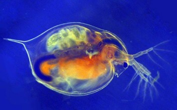 Forskerne har basert risikovurderingen på målte vannkonsentrasjoner av plantevernmidler i et utvalg jordbruksområder og effekten på blant annet vannloppa Daphnia magna. (Foto: Niva) Forskerne har basert risikovurderingen på målte vannkonsentrasjoner av plantevernmidler i et utvalg jordbruksområder og effekten på blant annet vannloppa Daphnia magna. (Foto: Niva)
