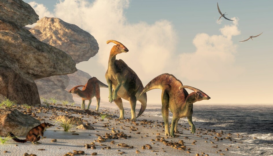 En gruppe Parasaurolophuser ved kysten.