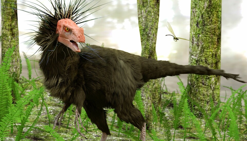 En moderne rekonstruksjon av en Ornitholestes, det er den samme dinosauren som Charles Knight tegnet hoppende etter en urfugl på begynnelsen av 1900-tallet.