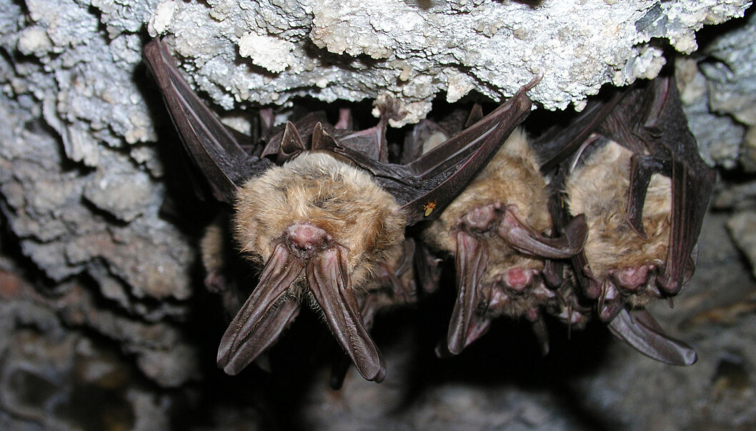 Virus smitter lett mellom flaggermus siden de ofte bor tett sammen i store kolonier. Gjerne i en fuktig grotte. Virus smitter lett mellom flaggermus siden de ofte bor tett sammen i store kolonier. Gjerne i en fuktig grotte.