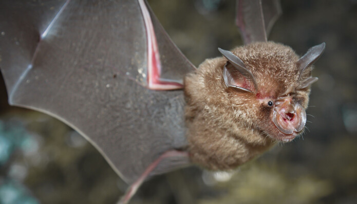 Wuhan-viruset, samlet inn fra fem pasienter, lignet mest på et koronavirus fra flaggermusarten Rhinolophus affinis i Yunnan-provinsen i Kina, ifølge en ny Nature-studie Wuhan-viruset, samlet inn fra fem pasienter, lignet mest på et koronavirus fra flaggermusarten Rhinolophus affinis i Yunnan-provinsen i Kina, ifølge en ny Nature-studie