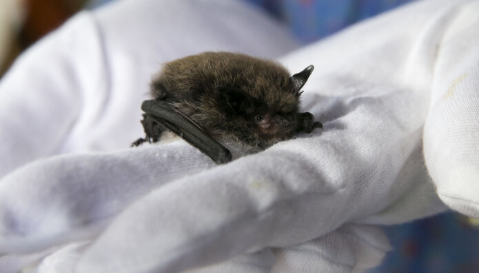 Denne flaggermusen havnet på Norsk zoologisk forenings flaggermusmottak. Her havnet også flaggermusen som hadde fått det rabies-lignende viruset European bat lyssavirus i 2015. Den syke flaggermusen ble sendt videre til Veterinærinstituttet. Denne flaggermusen havnet på Norsk zoologisk forenings flaggermusmottak. Her havnet også flaggermusen som hadde fått det rabies-lignende viruset European bat lyssavirus i 2015. Den syke flaggermusen ble sendt videre til Veterinærinstituttet.