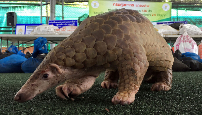 Skjelldyr, også kalt pangoliner, kan også ha vært en kilde til Wuhan-viruset. Denne ble konfiskert i tollen i Thailand. Skjelldyr, også kalt pangoliner, kan også ha vært en kilde til Wuhan-viruset. Denne ble konfiskert i tollen i Thailand.