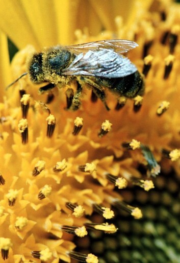 Hvor mye vet vi egentlig om insektpollinering i Norge? Artsdatabanken har gjort opp status (Foto: Colourbox) Hvor mye vet vi egentlig om insektpollinering i Norge? Artsdatabanken har gjort opp status (Foto: Colourbox)