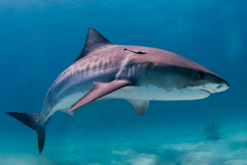 Noen haier lager mentale kart over store områder, mener forskere. Tigerhaien kan finne mat 50 kilometer unna. Det er derfor grunn til å tro at også hvithaien på bildet har god oversikt over havet rundt seg. (Foto: Wikimedia Commons)