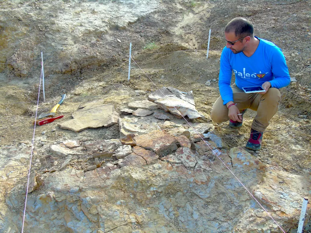 Forsker Edwin Cadena undersøker fossilet av et gigantisk skilpaddeskall. (Foto: Rodolfo Sanchez)