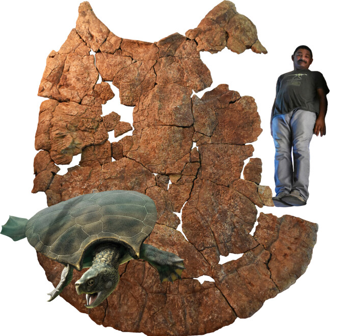 Dette litt rare illustrasjonsbildet (som forskerne har sendt ut selv) viser hvor stor skilpadden må ha vært. Forskerne har brukt den venezuelanske paleontologen Rodolfo Sánchez for å vise den relative størrelsen på skilpaddens massive skall. Nederst til venstre ser du hvordan forskerne tror skilpadden så ut da den levde. Dette litt rare illustrasjonsbildet (som forskerne har sendt ut selv) viser hvor stor skilpadden må ha vært. Forskerne har brukt den venezuelanske paleontologen Rodolfo Sánchez for å vise den relative størrelsen på skilpaddens massive skall. Nederst til venstre ser du hvordan forskerne tror skilpadden så ut da den levde.