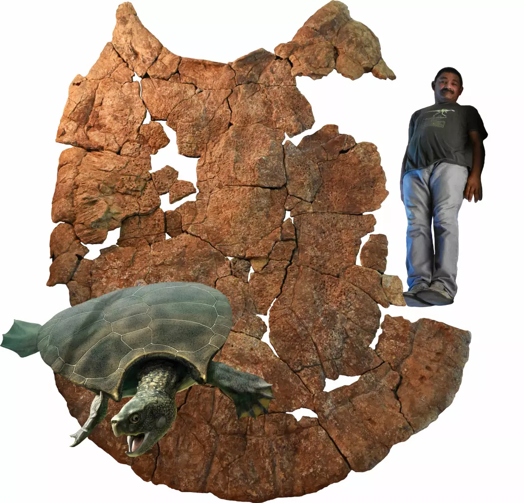 På bildet ser du skallet som er funnet etter en skilpadde som døde for millioner av år siden. Forskeren Rodolfo Sanchez er satt inn i bildet til sammenligning, slik at vi skal skjønne hvor stort skallet var. Nederst i bildet ser du hvordan forskerne tror skilpadden så ut da den levde.