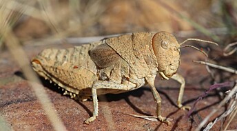 Eksperter advarer: Vi er dypt bekymret over insektdøden