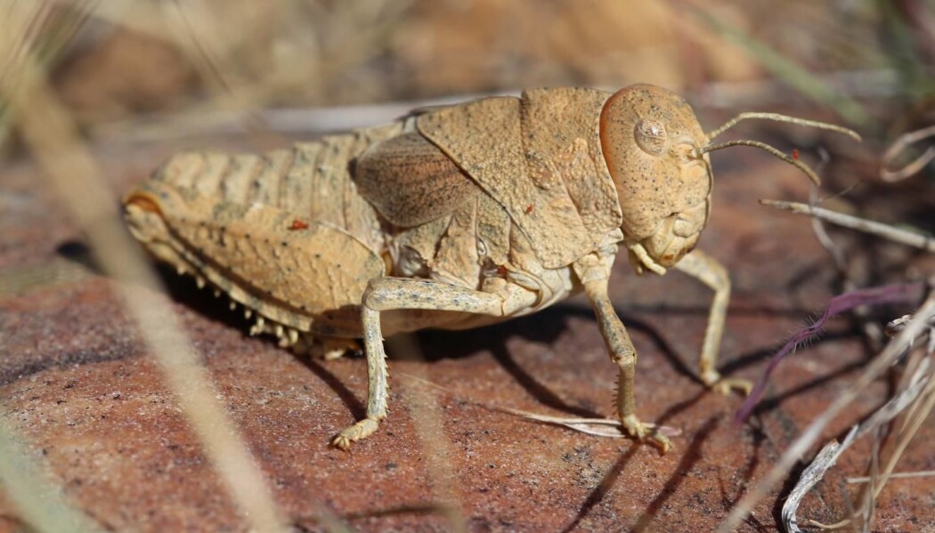Gresshoppen Prionotropis rhodanica er en av artene som er ille ute. Insektet lever bare i Sør-Frankrike og er i dag kritisk truet. Gresshoppen Prionotropis rhodanica er en av artene som er ille ute. Insektet lever bare i Sør-Frankrike og er i dag kritisk truet.