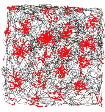 De svarte strekene er en gnagers bevegelsesmønster i et miljø. De røde feltene markerer feltene der gittercellene dens var spesielt aktive. (Foto: Matias Okawa)