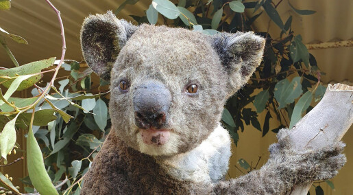 Koalaer er blant 113 truede arter i brannherjede Australia