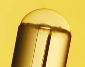 Optisk fiber med en ørliten dråpe hydrogel på enden. (Foto: Invivosense)