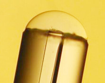 Optisk fiber med en ørliten dråpe hydrogel på enden. (Foto: Invivosense) Optisk fiber med en ørliten dråpe hydrogel på enden. (Foto: Invivosense)