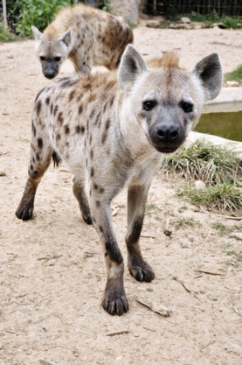 Hyenene er ikke spesielt forfengelige, mener zoologen. (Foto: Colourbox) Hyenene er ikke spesielt forfengelige, mener zoologen. (Foto: Colourbox)