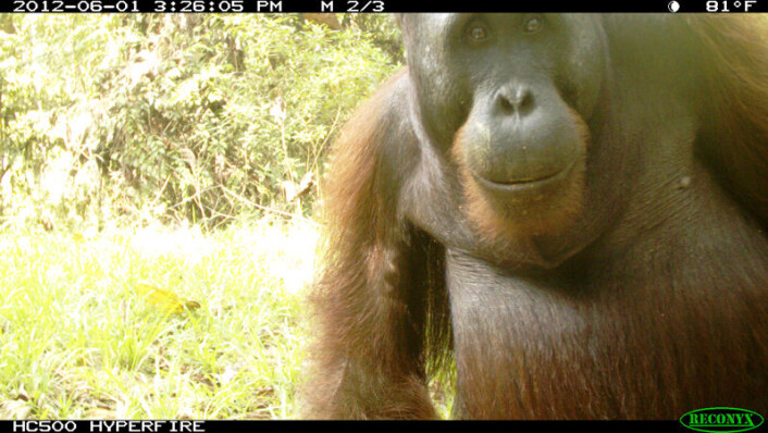 Smil til fotografen! Navnet orangutang skal komme fra lokalt språk og bety skogmenneske. Apen er da også svært menneskelignende. (Foto: Brent Loken) Smil til fotografen! Navnet orangutang skal komme fra lokalt språk og bety skogmenneske. Apen er da også svært menneskelignende. (Foto: Brent Loken)