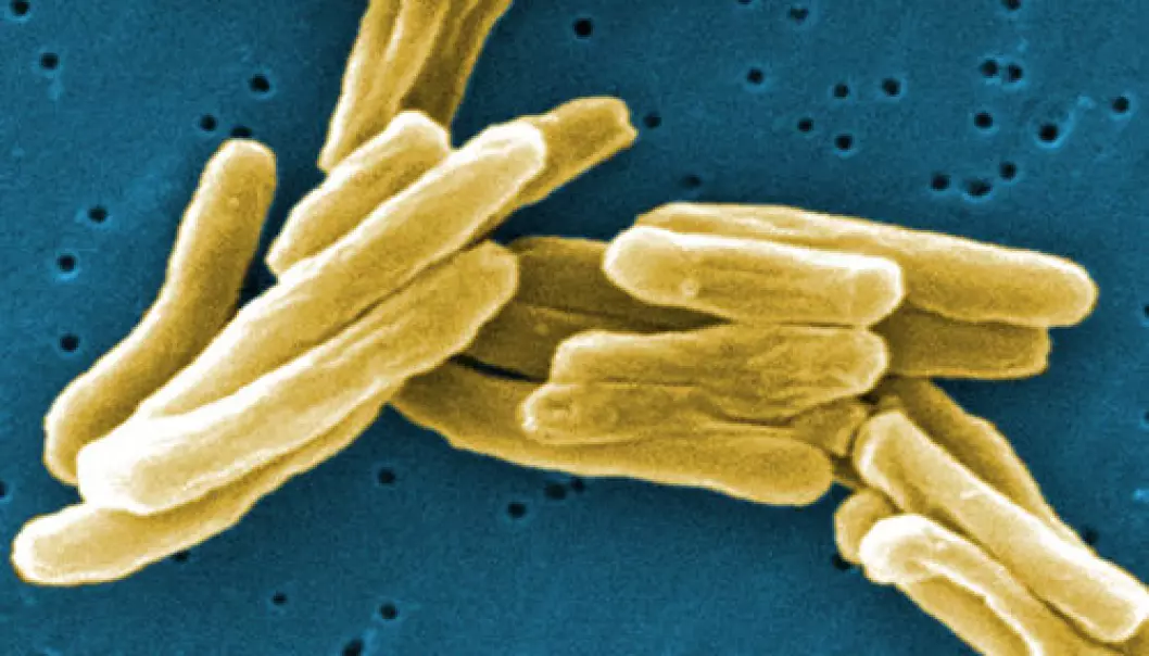 7000 år gammel tuberkulose