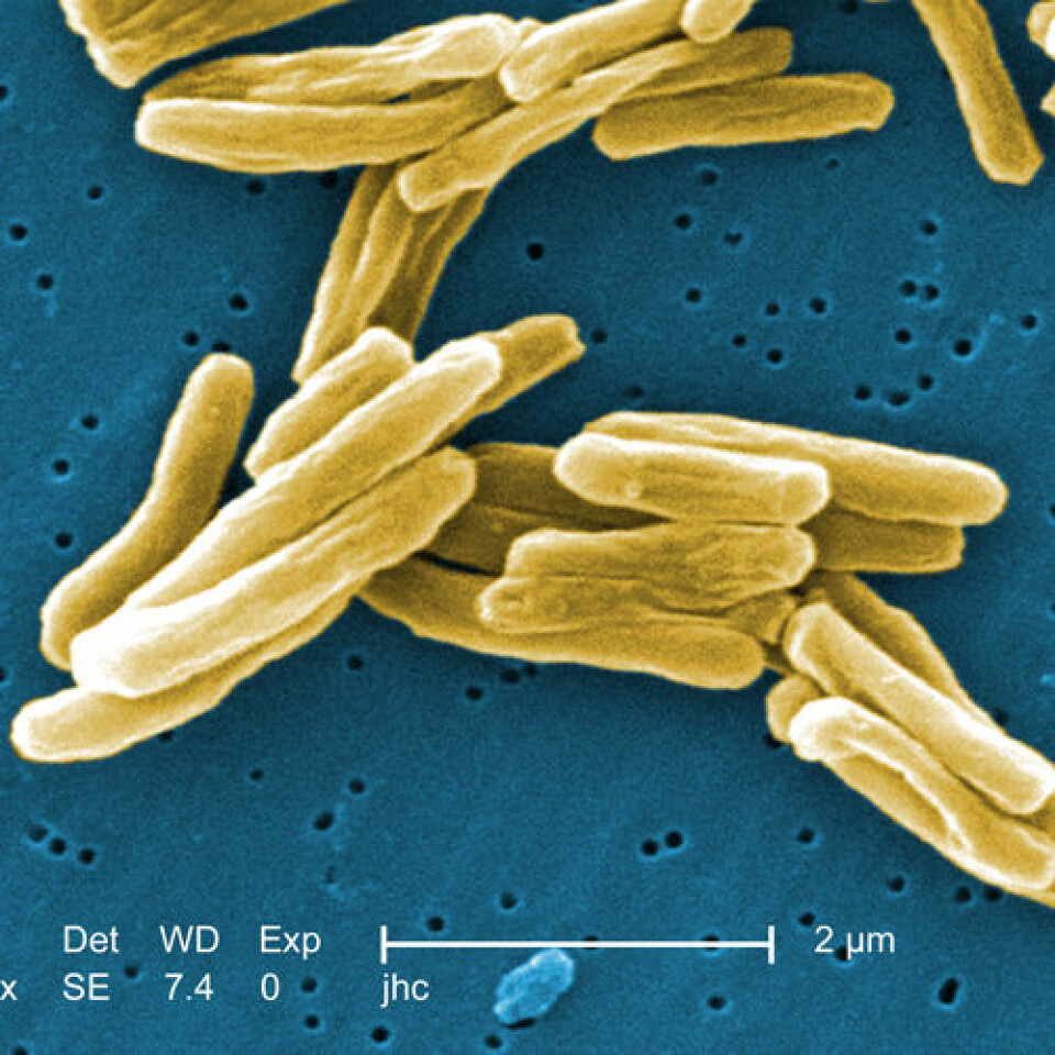 Mycobacterium tuberculosis. (Foto: Janice Haney Carr)