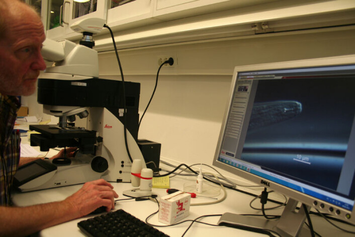 På 2000 gangers forstørrelse kan nematoden studeres i detalj. (Foto: Asle Rønning) På 2000 gangers forstørrelse kan nematoden studeres i detalj. (Foto: Asle Rønning)