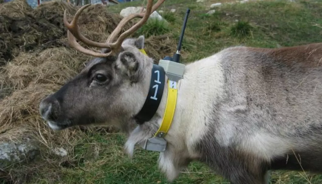 Sender Rudolf på reinsdyrjakt