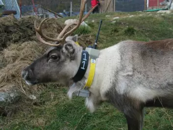 "Ett av reinsdyrene på Filefjell med AIS-halsbånd som skal spores av NCUBE2. Foto: Petter Kittelsen, UMB"
