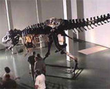 "Tyrannosaurusen Stan under forberedelsene til utstillingen Dødelige dinosaurer ved Naturhistorisk museum, Universitetet i Oslo." "Tyrannosaurusen Stan under forberedelsene til utstillingen Dødelige dinosaurer ved Naturhistorisk museum, Universitetet i Oslo."