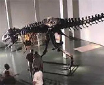 "Tyrannosaurusen Stan under forberedelsene til utstillingen Dødelige dinosaurer ved Naturhistorisk museum, Universitetet i Oslo."