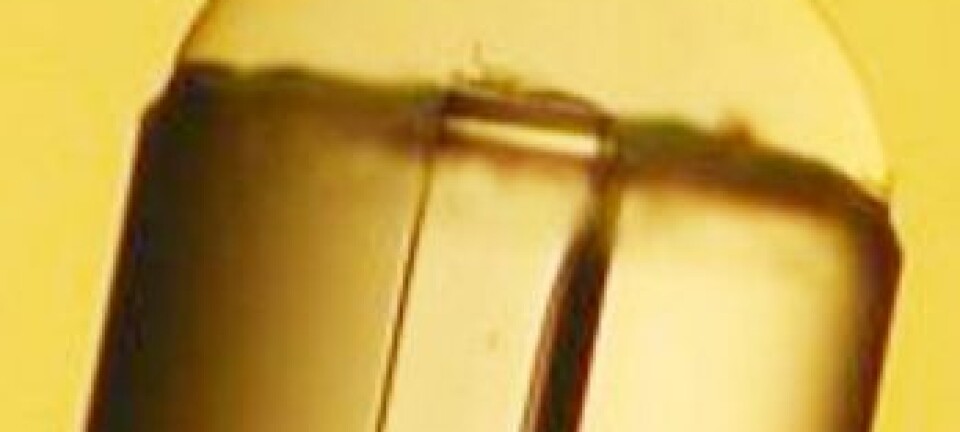 Optisk fiber med en ørliten dråpe hydrogel på enden. Invivosense