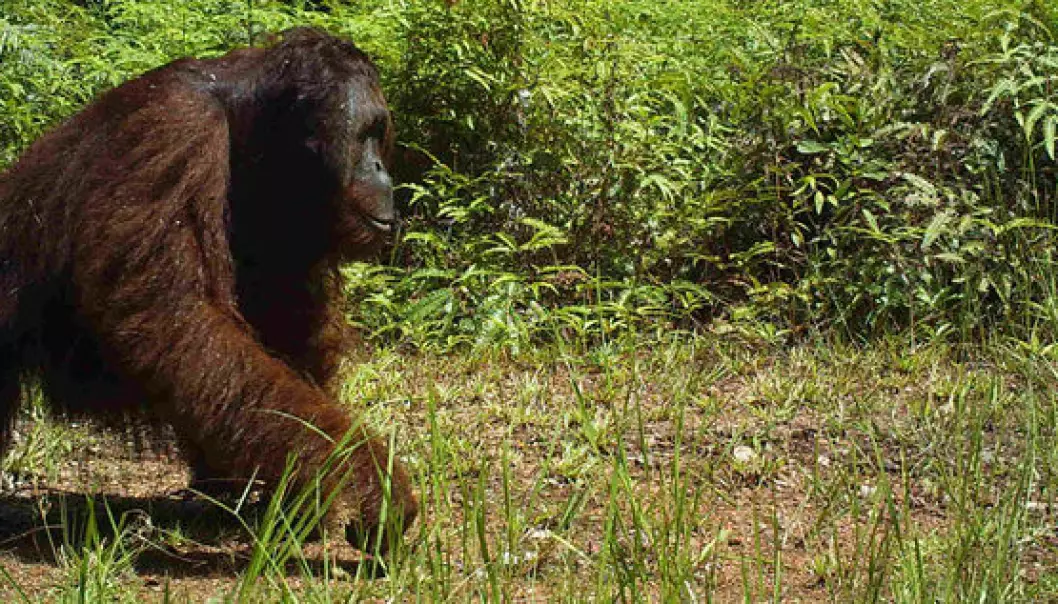 Orangutangen tar en spasertur
