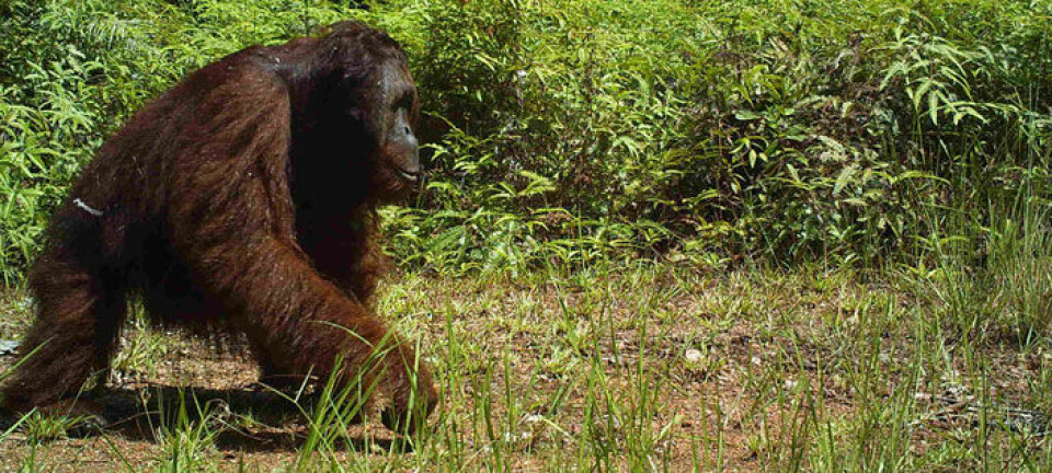 Orangutangen er perfekt tilpasset et liv høyt oppe i trærne, men selv den tar en tur ned på bakken iblant. Brent Loken