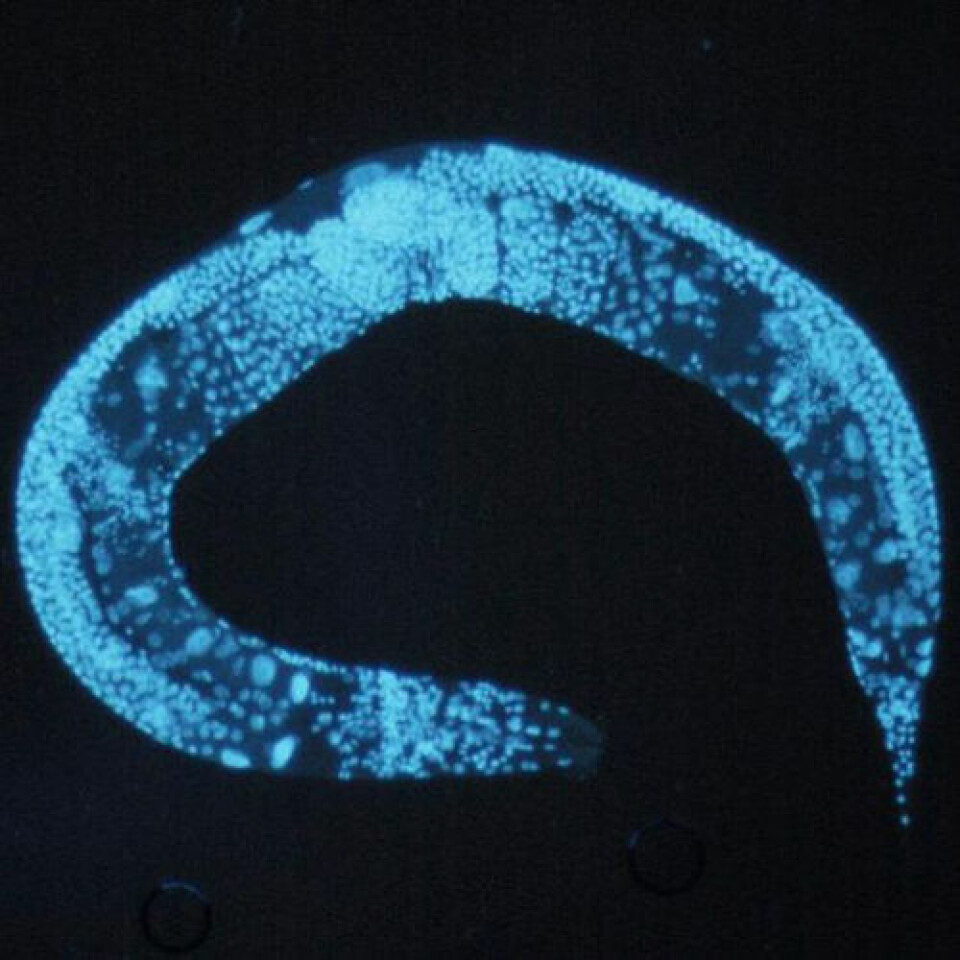 C. elegans. (Foto: Wikimedia Commons)