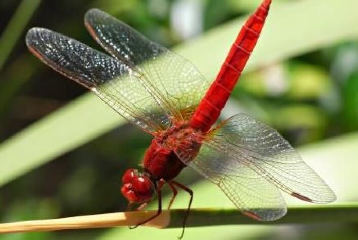 Denne røde øyenstikkeren Crocothemis erythraea trives godt i et varmt klima. Andre mørke arter sliter med varmen, noe som blir et problem når klimaet blir varmere i fremtiden. Derfor flykter mørke insekter mot nord. (Foto: Nature Communications) Denne røde øyenstikkeren Crocothemis erythraea trives godt i et varmt klima. Andre mørke arter sliter med varmen, noe som blir et problem når klimaet blir varmere i fremtiden. Derfor flykter mørke insekter mot nord. (Foto: Nature Communications)