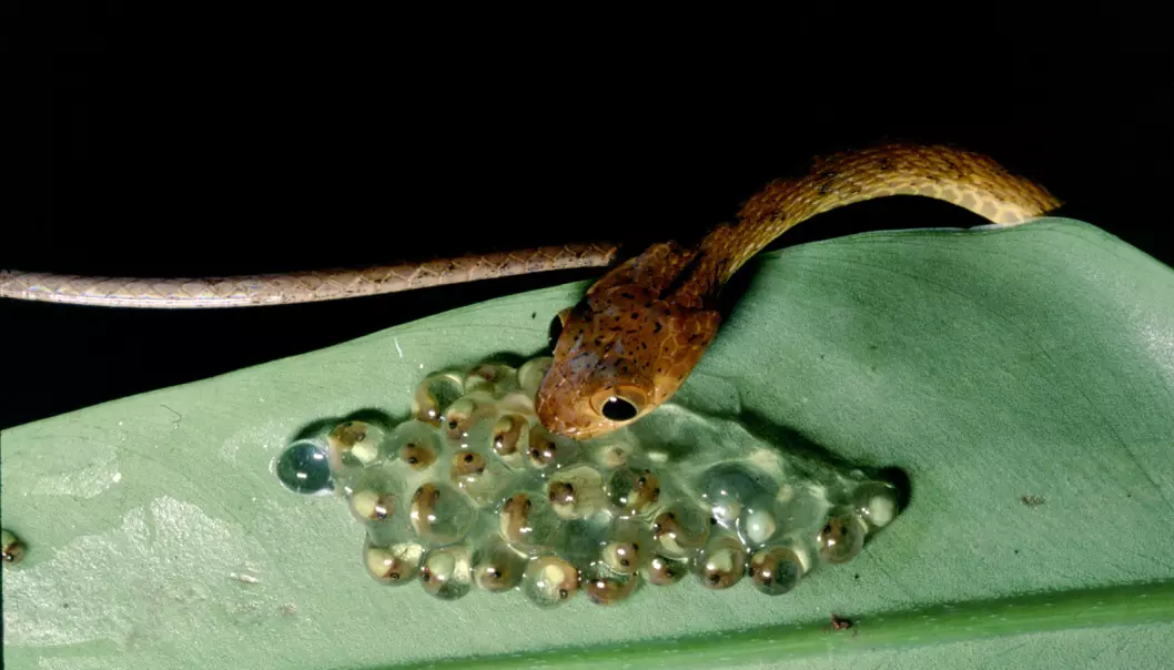 Amfibier og amfibieegg er viktig mat for mange av slangene i regnskogen i Panama.