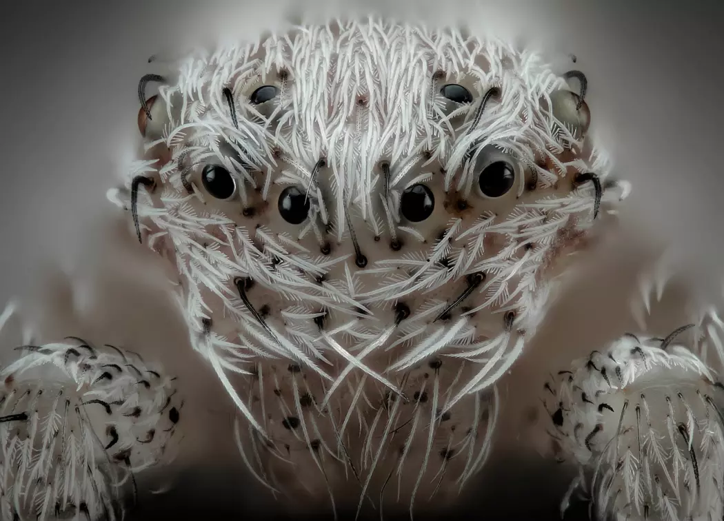 Dette er et nærbilde av ansiktet til en edderkopp. Den har mange øyne og hvitt hår i fjeset.