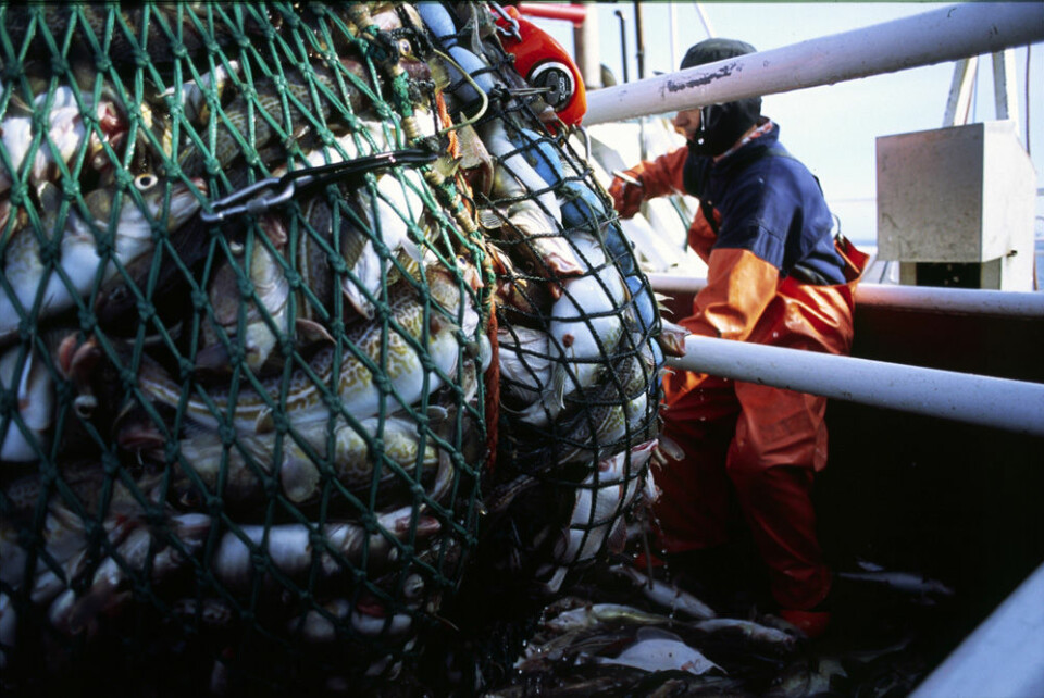 Det gir et uriktig bilde av tilstanden i havene hvis man bare måler biologisk mangfold ut fra fiskeres fangst, siden de kan være påvirket av fiskernes økonomiske interesser eller fangstkvoter. (Foto: Colourbox)